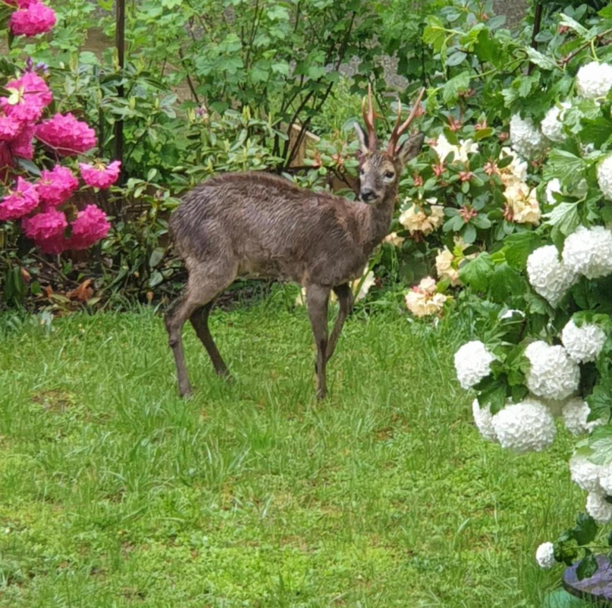 Les Tables Aux Vaches Raviege Gasthof La Salvetat-sur-Agout